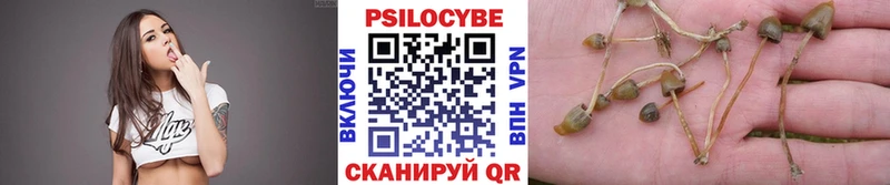 дарнет шоп  Пугачёв  Псилоцибиновые грибы мицелий 